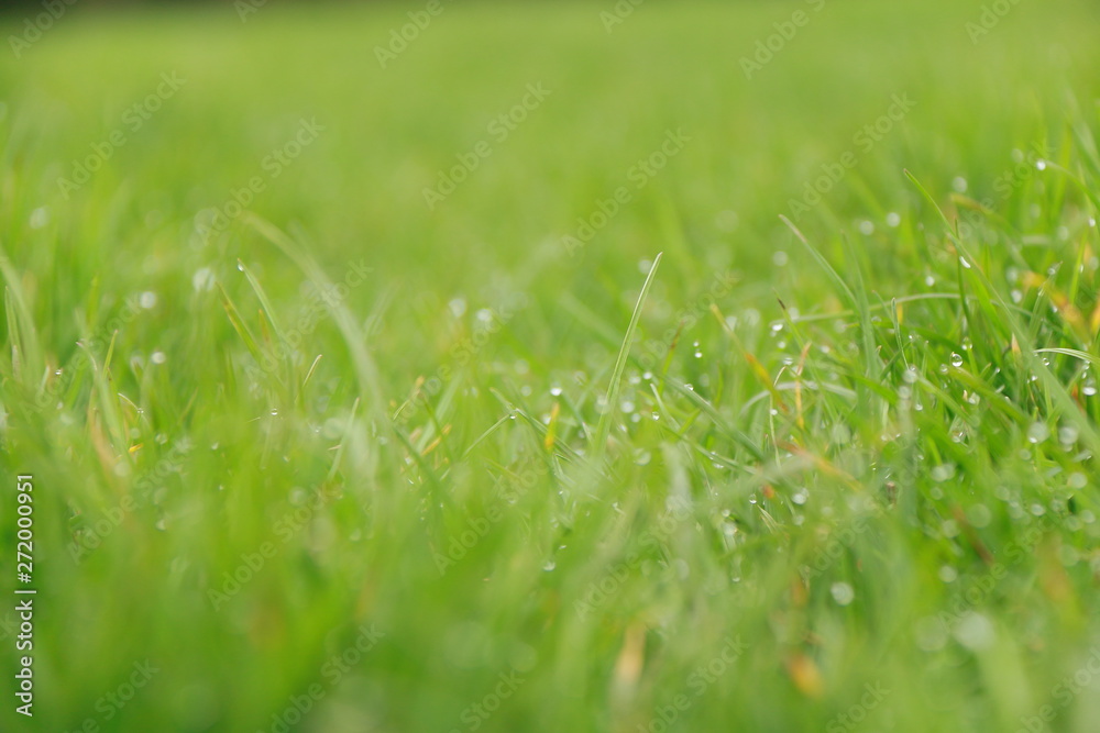 Grass Grass