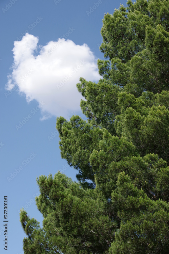 Close view on a green pine tree with strong blue sky and one cloud behind