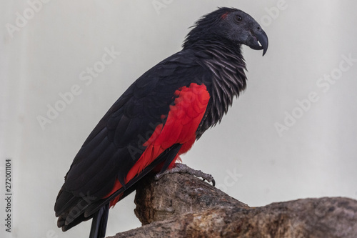 Photography Bird park Taman Burung in Kuala Lumpur