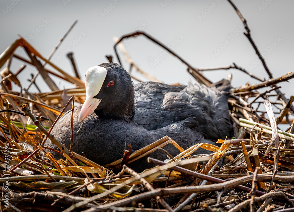 Fototapeta premium birds in the nest