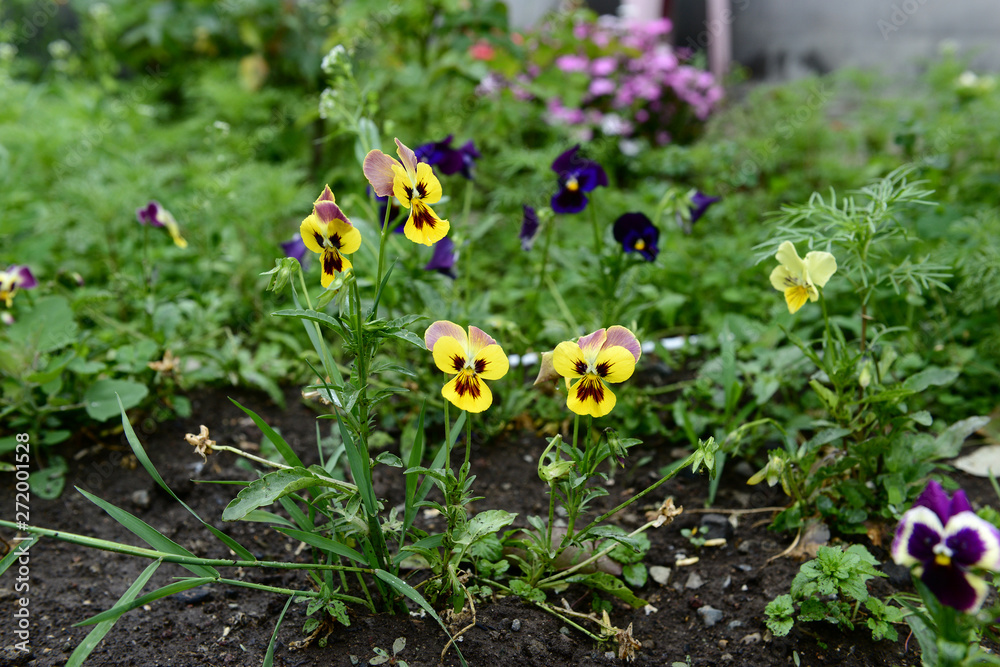 Viola tricolor on natural background Viola tricolor on natural background