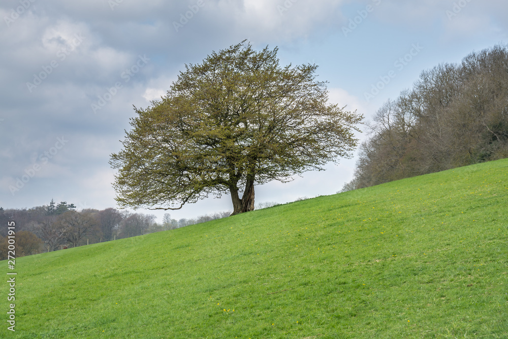 single tree in a field