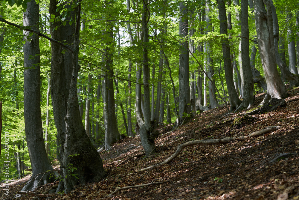 Old sloping beech forest with fallen leaves. Fallen beech branches on the ground. Green leaves on trees. Old sloping beech forest with fallen leaves. Fallen beech branches on the ground. Green leaves on trees.