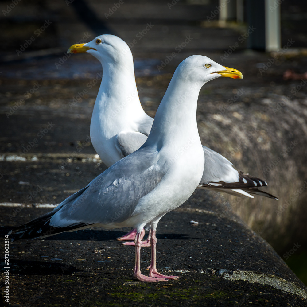 Obraz premium couple of seagulls