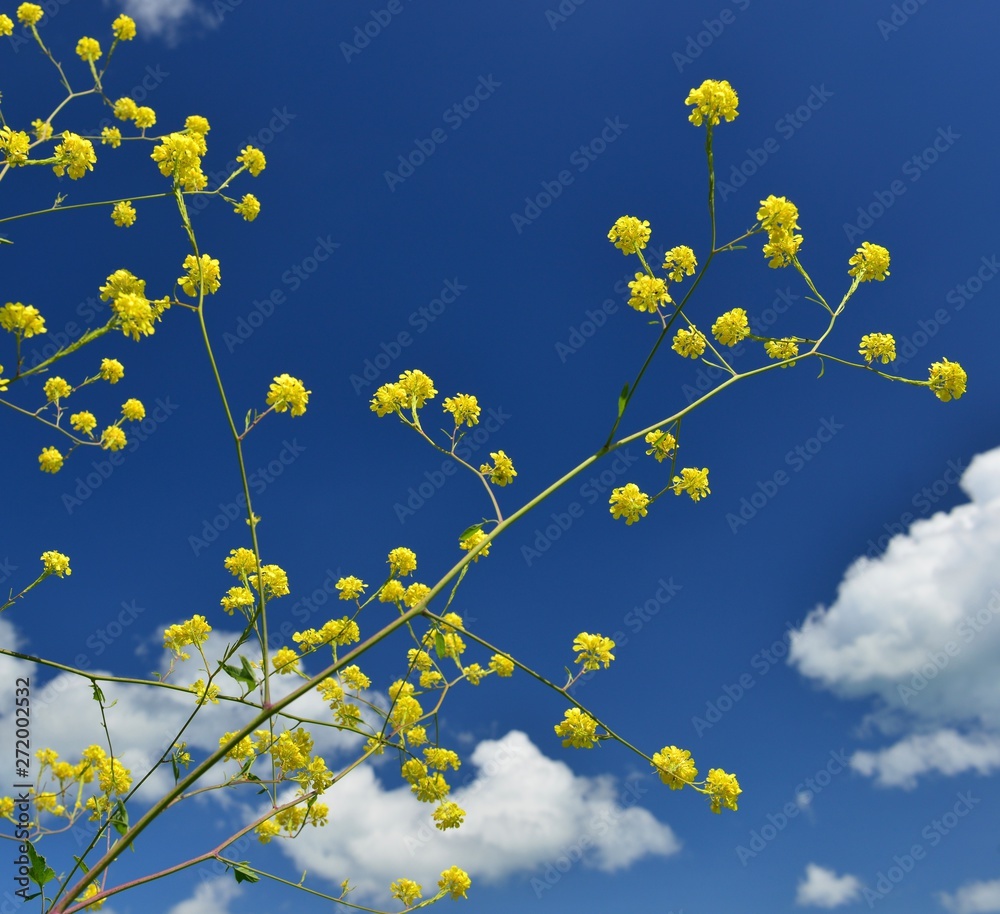 Mustard plant, Jersey, U.K. Spring flowers on wasteland. Mustard plant, Jersey, U.K. Spring flowers on wasteland.