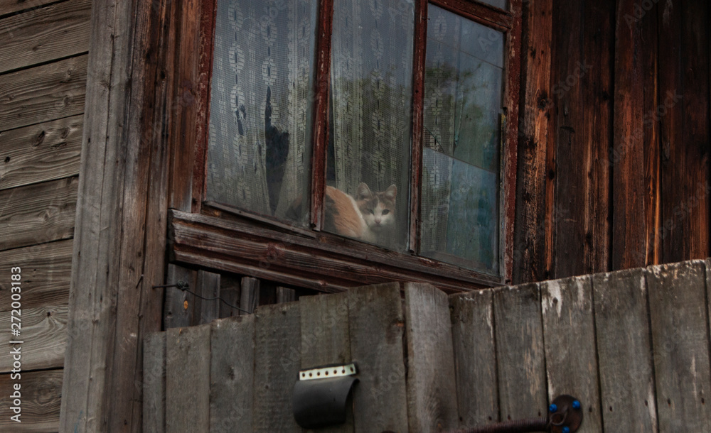 the cat is sitting behind the glass in the old house the cat is sitting behind the glass in the old house