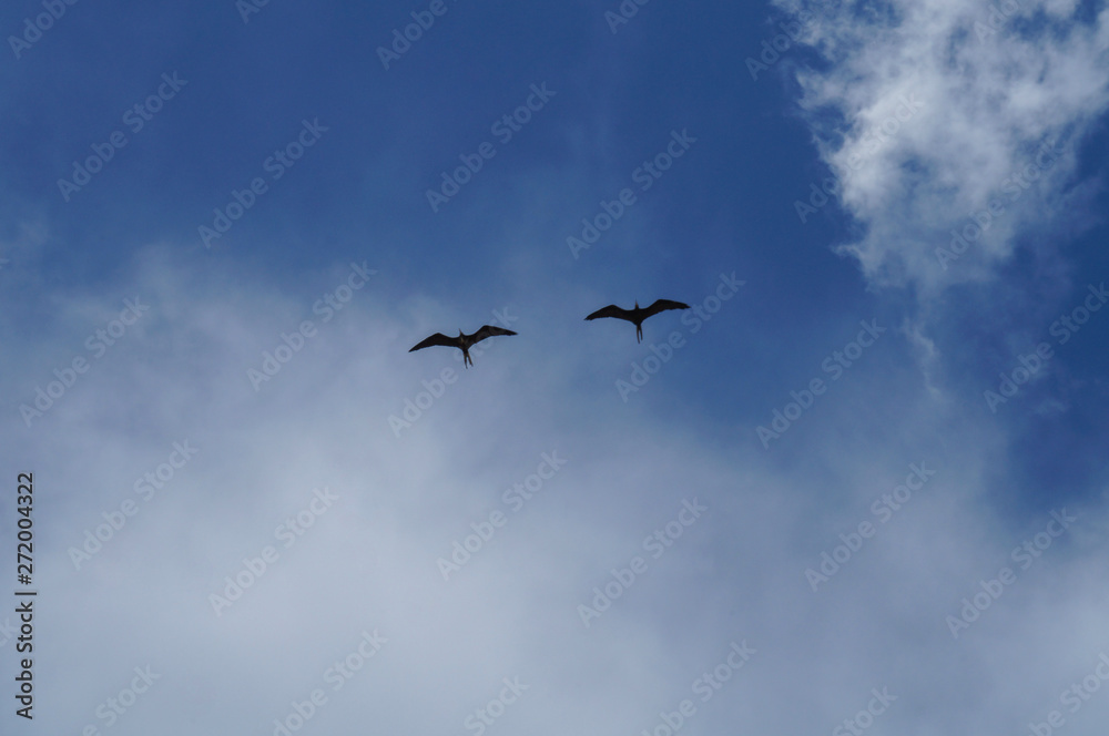 couple of frigatebird (Fregata magnificens) flying in the blue sky with clouds