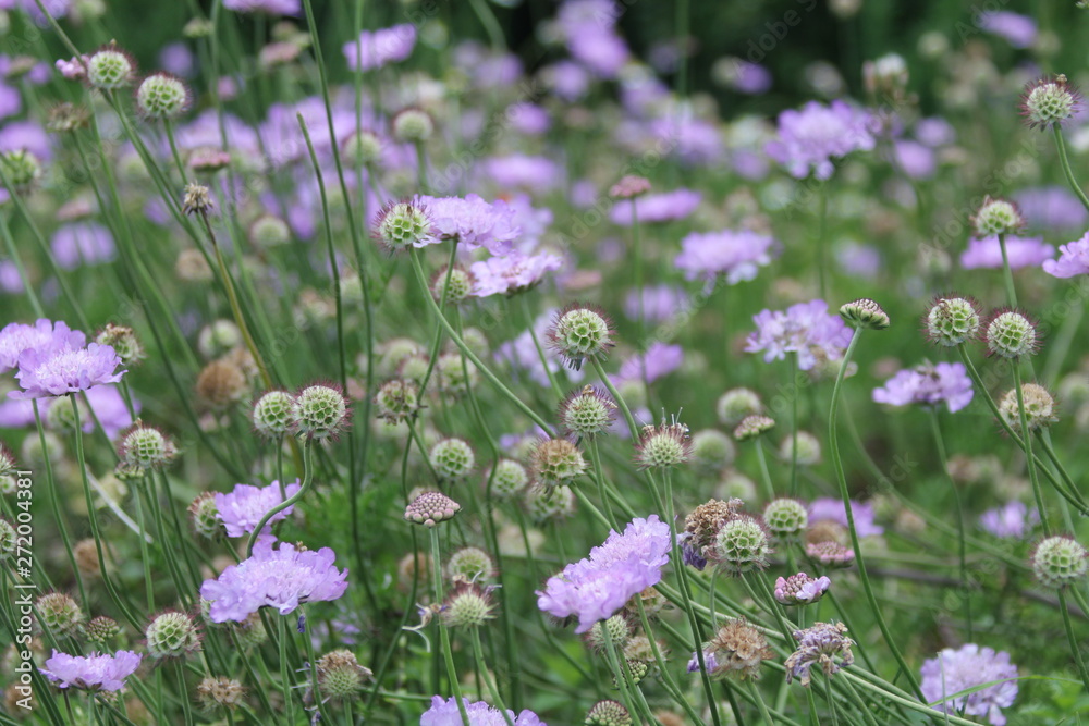 Naklejka premium Lila Blümchen