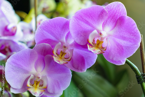 Orchid flowers close up - violet pink color