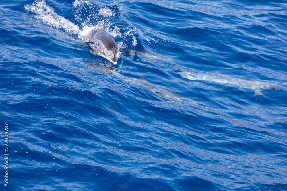 Obraz premium Family dolphins swimming in the blue ocean in Tenerife,Spain