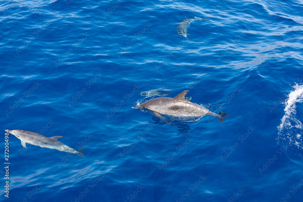 Fototapeta premium Family dolphins swimming in the blue ocean in Tenerife,Spain