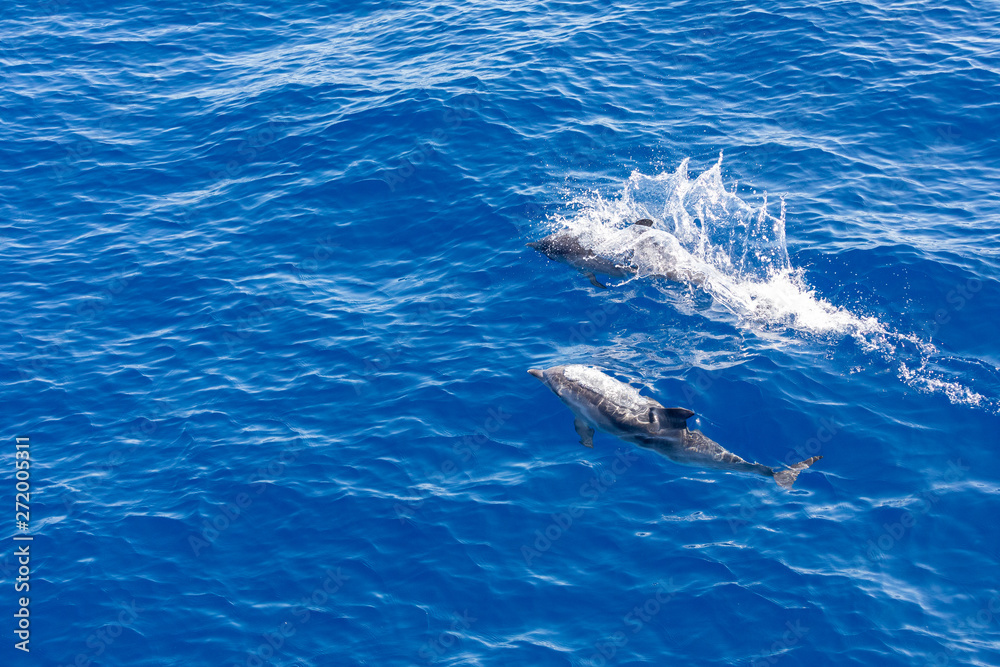 Naklejka premium Family dolphins swimming in the blue ocean in Tenerife,Spain