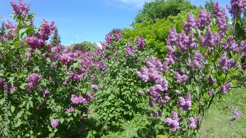 Lilac garden in Moscow photo