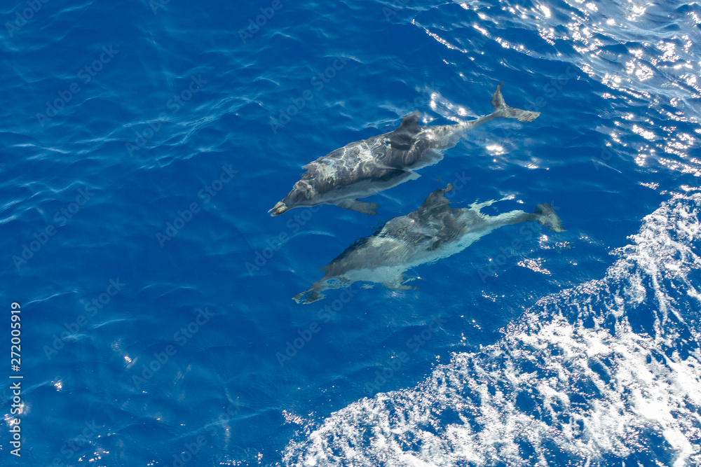 Fototapeta premium Family dolphins swimming in the blue ocean in Tenerife,Spain