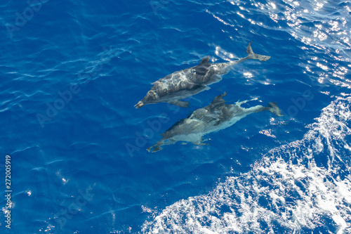 Family dolphins swimming in the blue ocean in Tenerife,Spain © Vince Scherer 