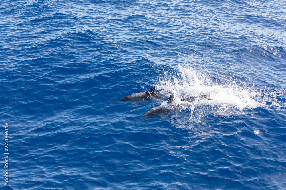 Fototapeta premium Family dolphins swimming in the blue ocean in Tenerife,Spain
