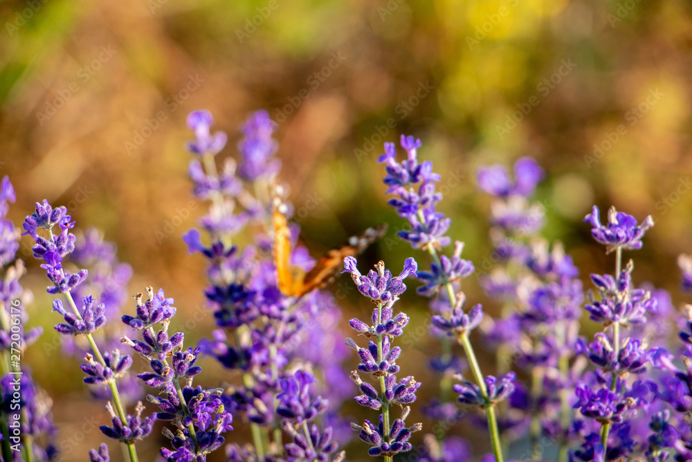 lavender with butterfly lavender with butterfly