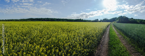 Panoramic view of rapeseed field by summertime