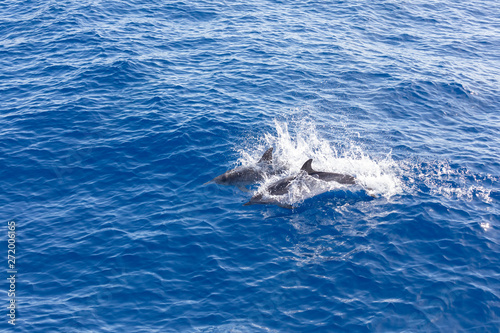 Family dolphins swimming in the blue ocean in Tenerife Spain