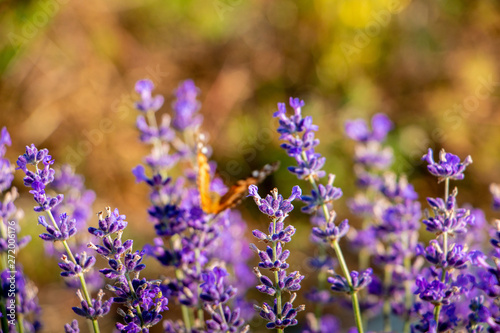 Fototapeta Naklejka Na Ścianę i Meble -  lavender with butterfly
