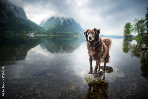 Dog in beautiful landscape. Dog at the lake between mountains. Travel with mans best friend. © Anne