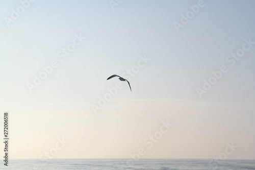 자유로운 바다갈매기 © rokacaptain