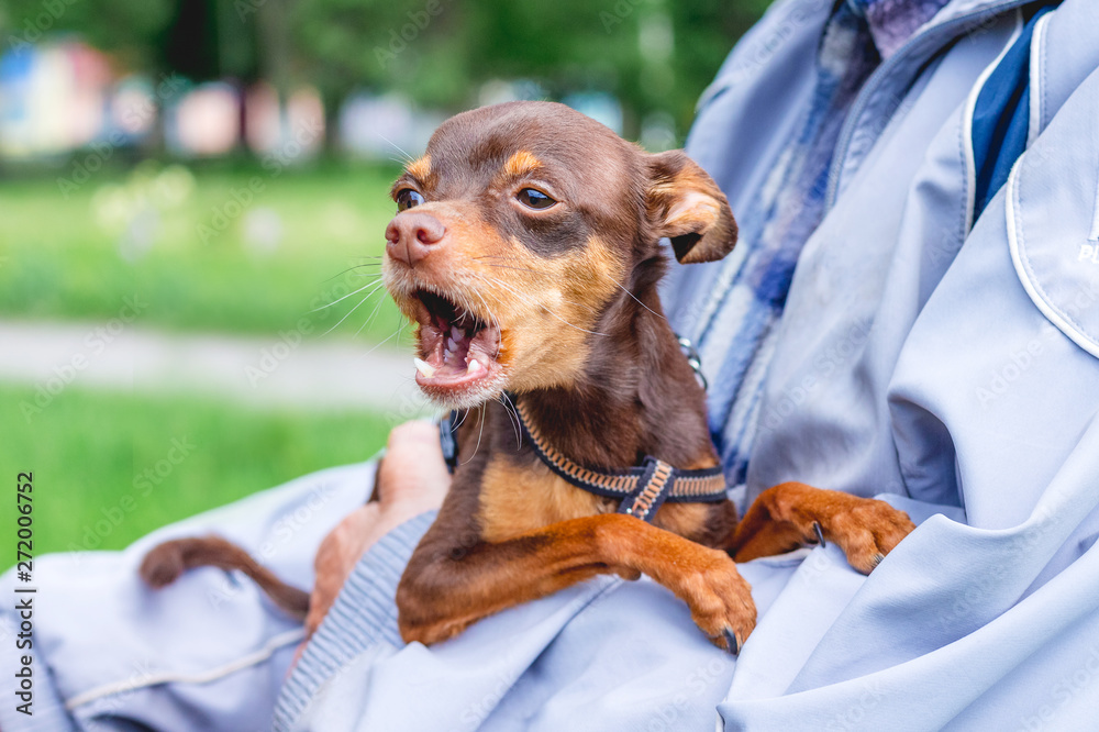 The little dog breed Russian toy terrier sits at the hands of the owner and barking_