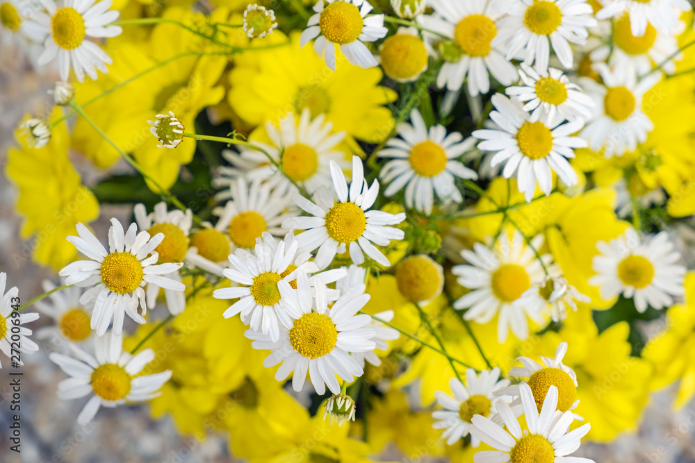 Fototapeta premium Common daisies and chrysanthemum flowers