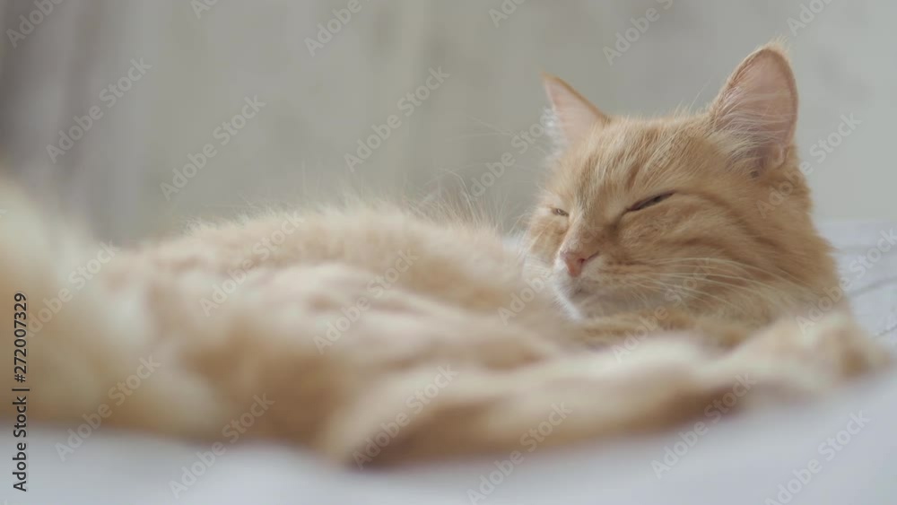 Cute ginger cat lying in bed. Fluffy pet dozing at cozy home. Morning bedtime. Cute ginger cat lying in bed. Fluffy pet dozing at cozy home. Morning bedtime.