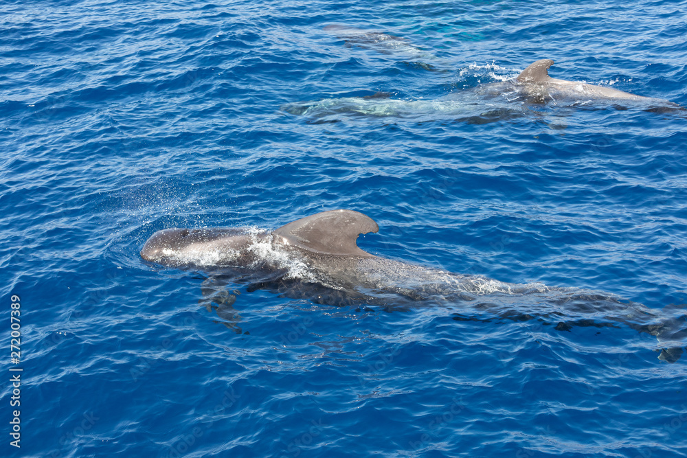 Obraz premium Group of pilot whales in atlantic ocean tenerife canary islands whale