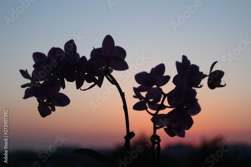 silhouette of a flower on the sky