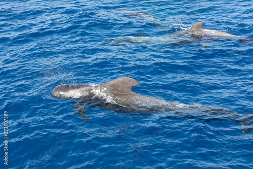 Group of pilot whales in atlantic ocean tenerife canary islands whale