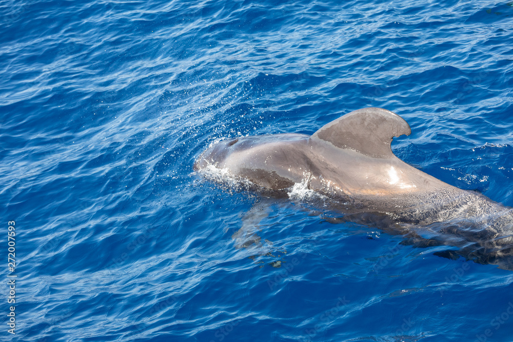 Obraz premium Group of pilot whales in atlantic ocean tenerife canary islands whale