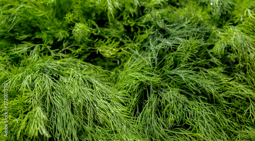 organic natural fresh green dill close up