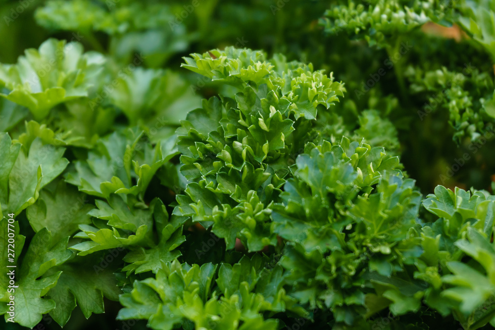 closeup background of green leaves of parsley closeup background of green leaves of parsley
