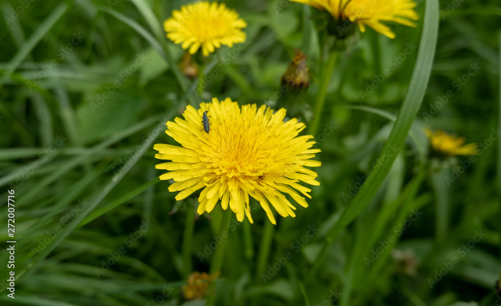 Oedemera beetle on a yellow dandelion flower. Oedemera beetle on a yellow dandelion flower.