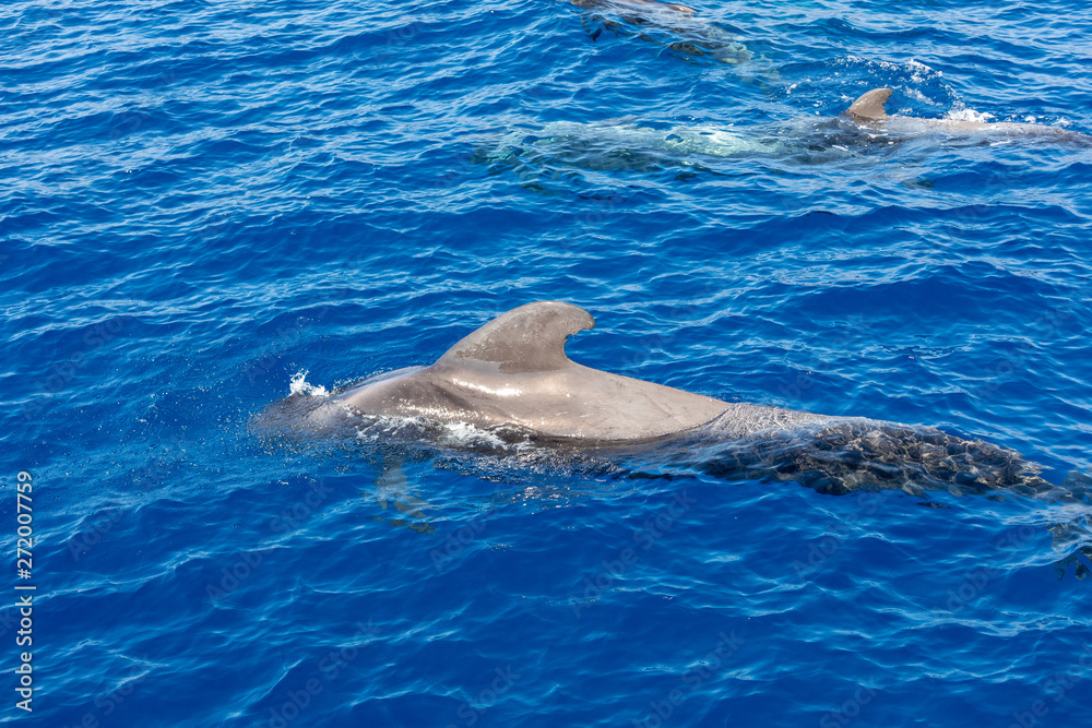Obraz premium Group of pilot whales in atlantic ocean tenerife canary islands whale