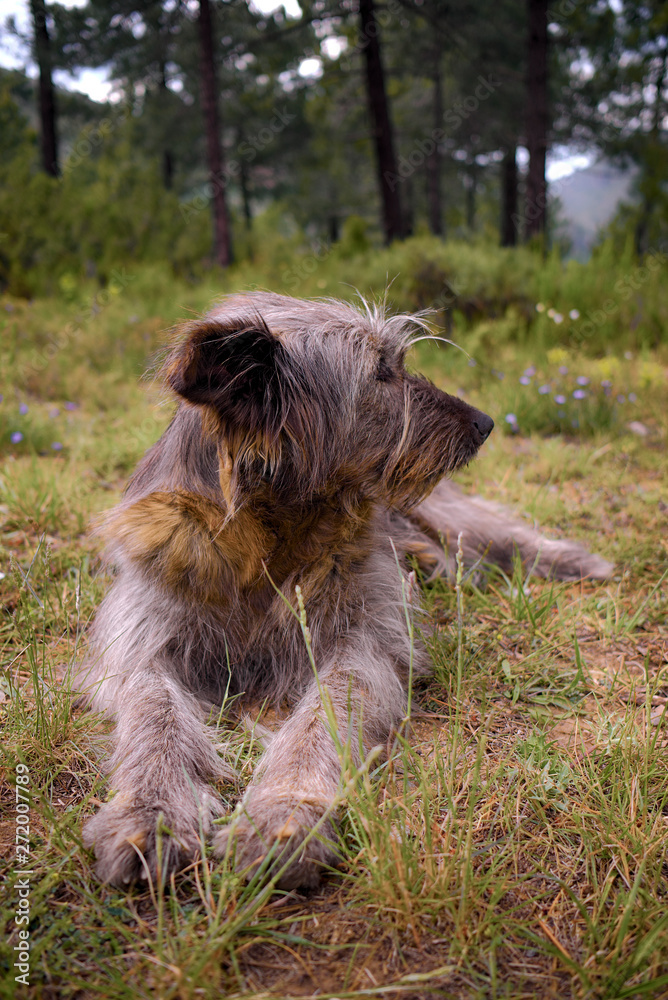 Shepherd dog sitting in the forest Shepherd dog sitting in the forest