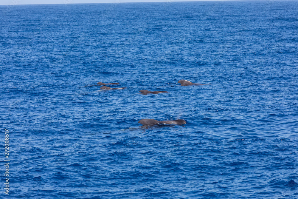 Fototapeta premium Group of pilot whales in atlantic ocean tenerife canary islands whale