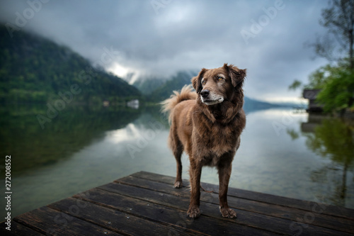 Dog at a beautiful wooden bridge. Dog at the lake. Foggy mood between moutains. © Anne