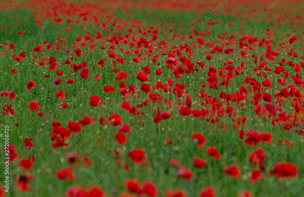 Field of millions of poppies