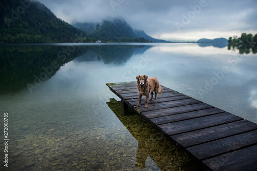 Dog at a beautiful wooden bridge. Dog at the lake. Foggy mood between moutains.