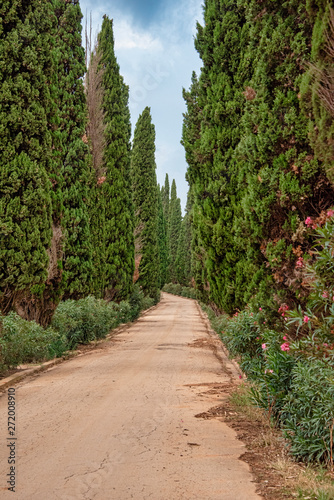 Road into the distance between cypress trees
