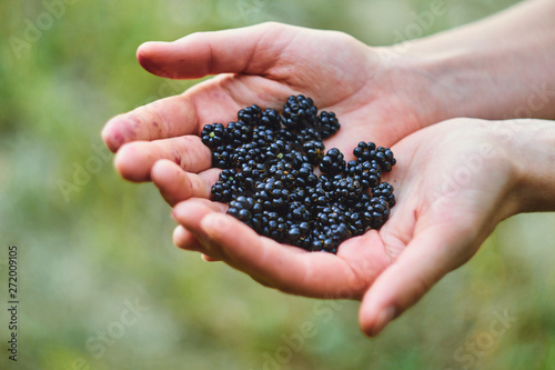 Person holding blackberries in hands