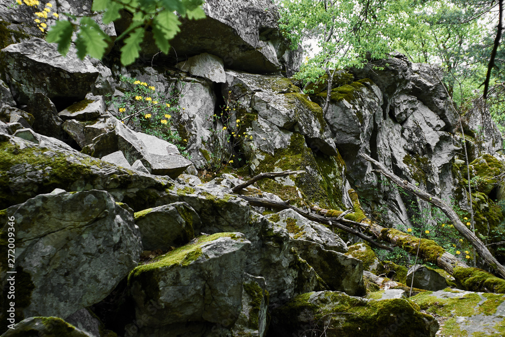 Mossy undergrowth in mountain forest. Forest as a background. Natural summer forest landscape. Mossy undergrowth in mountain forest. Forest as a background. Natural summer forest landscape.
