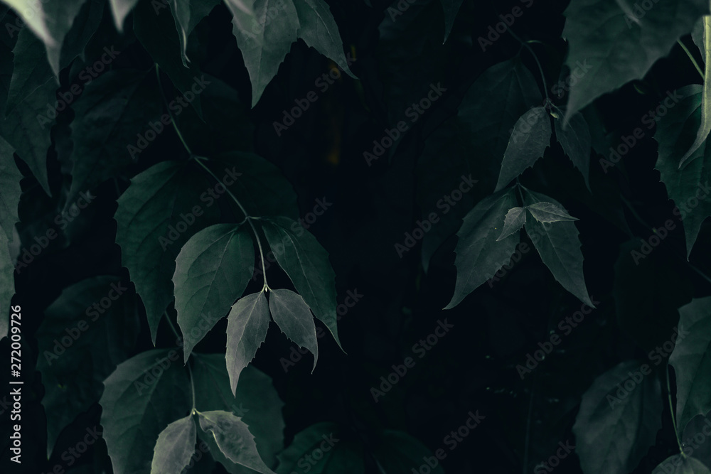 Dark nature background of green branches with sharp leaves – Lush forest or garden vegetation of fresh spring plants Dark nature background of green branches with sharp leaves – Lush forest or garden vegetation of fresh spring plants