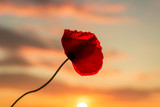 Red poppy at sunset