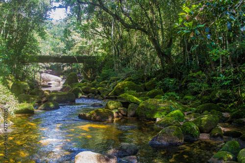 river in the forest