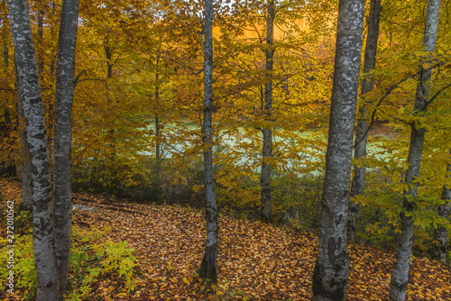 autumn in the forest and trees 