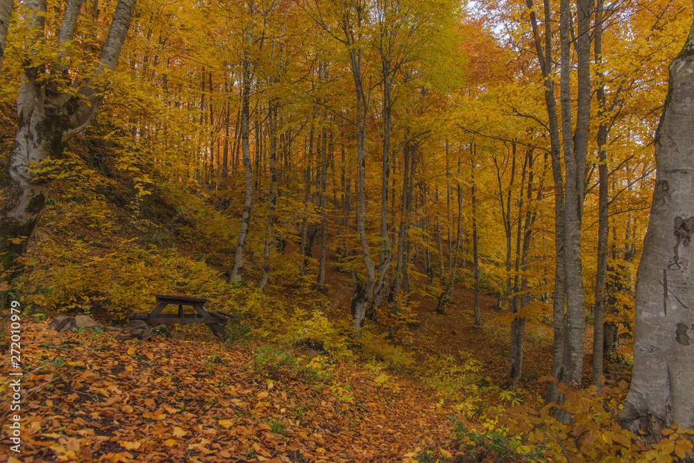 Obraz premium autumn in the forest and leaf nature